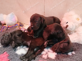 Black Great Dane Puppies
