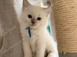 GCCF rare Lilac ragdolls
