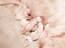 KC HEALTH TESTED GOLDEN RETRIEVERS
