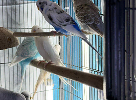 English Show budgies