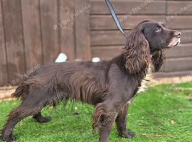 2 working cocker girls. One black and one chocolate.