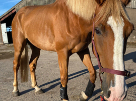 Gentle big gelding