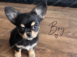 Chihuahua long coat puppies