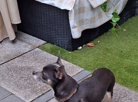 3 year old poppy