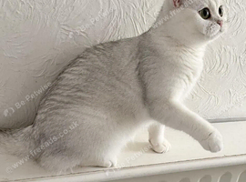 BSH top Silver Shaded Lady of love