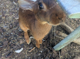 last Rabbit