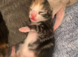 Tortleshell kitten for sale
