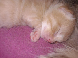 Female ginger kittens ready mid july