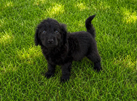 Cocker spaniel