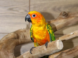 Sun conures,7
