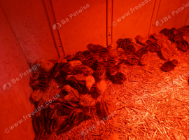 Day old quail