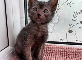 Pedigree Lykoi Kittens