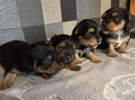 Yorkshire terrier biewer puppies for sale