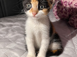 calico kitten