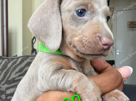 Beautiful miniture dachshund puppies