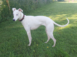 Beautiful DEAF little whippet lurcher girl