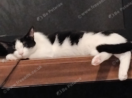 Male Tuxedo