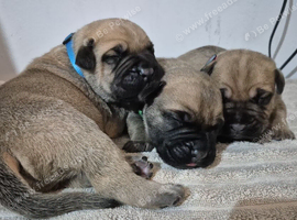 Bull mastiff puppies