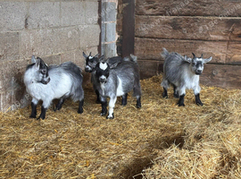 Pygmy Goat Wethers