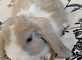 Beautiful Mini lop looking good a home