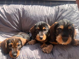 READY To LEAVE wire haired dachshund puppies