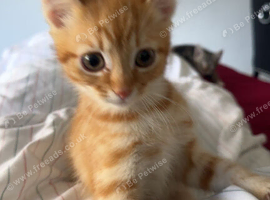 Ginger orange cat