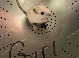 Baby gerbils