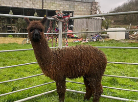 Trio of Young Female Pet Alpacas