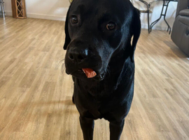 Labourrottie