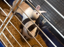 2 female rabbits
