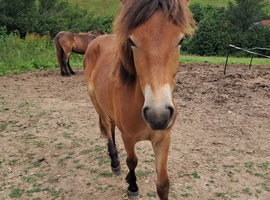 Summer exmoor pony possibly conservation grazing