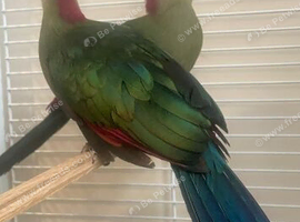 Turaco(Tiki Toki)