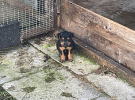 Black and Tan lakie bitch pup for sale