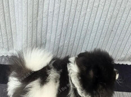 BEAUTIFUL TEDDY FACE POMERANIAN PUPPIES