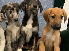 Ready now - Blue Merle Collie X Lurcher puppies