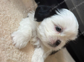 Shih tzu