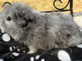 Texel boy guinea pigs