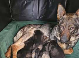 Pedigree German Shepherd Puppies
