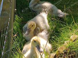 Muscovy 1yr Old Drake and 5 Drake Chicks 4 weeks old Free Central Scotland
