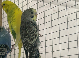Budgies