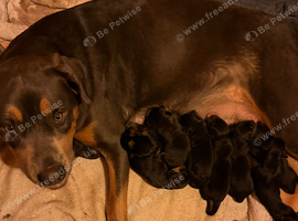 Stunning rare Rottweiler puppies