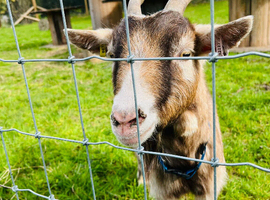 Pygmy wether looking for experienced home.