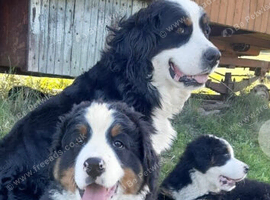Bernese mountain pups