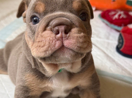 KC English bulldogs