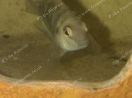Polar/convict breeding pairs