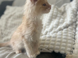 Mainecoon kittens stunning!!