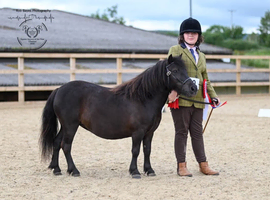 Registered standard mare