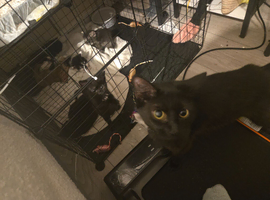 7 kittens looking for homes