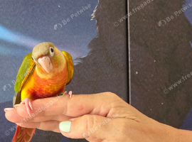 Hand reared tame pineapple gcc (7)