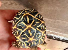 Indian star tortoise cb24